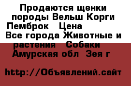 Продаются щенки породы Вельш Корги Пемброк › Цена ­ 40 000 - Все города Животные и растения » Собаки   . Амурская обл.,Зея г.